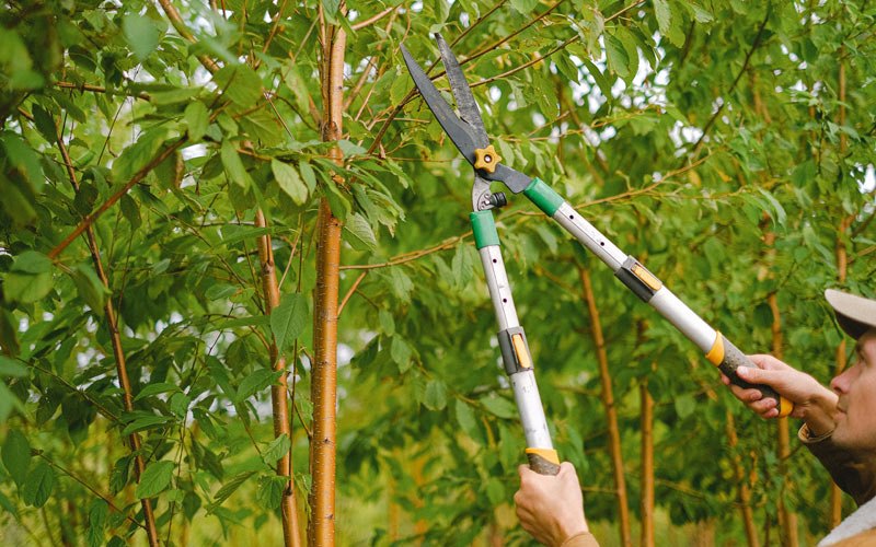 Tree trimming in Imogene, IA